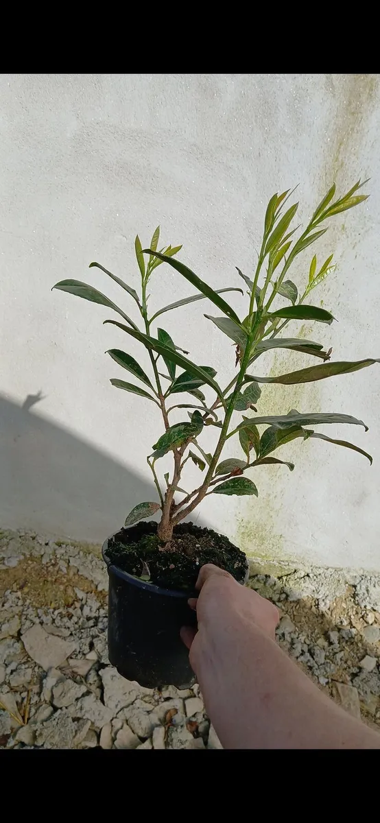 1.5 foot laurel hedging €2.50 - Image 3