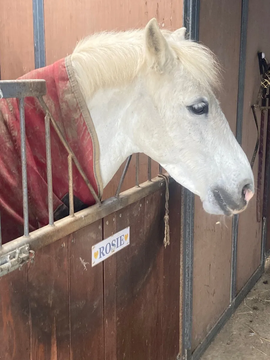 IDEAL FIRST PONY - Image 3