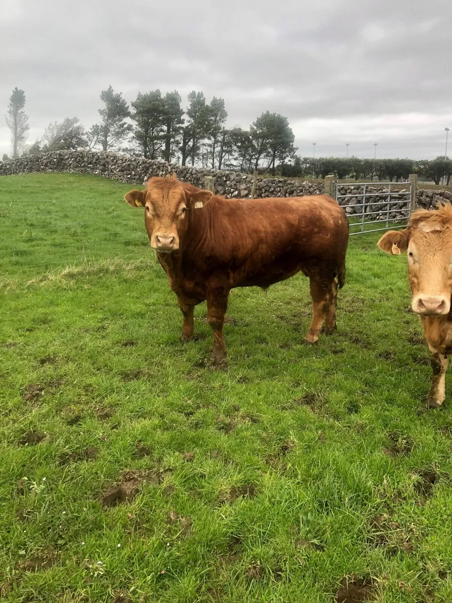 2 Limousine Bulls for sale - Image 2