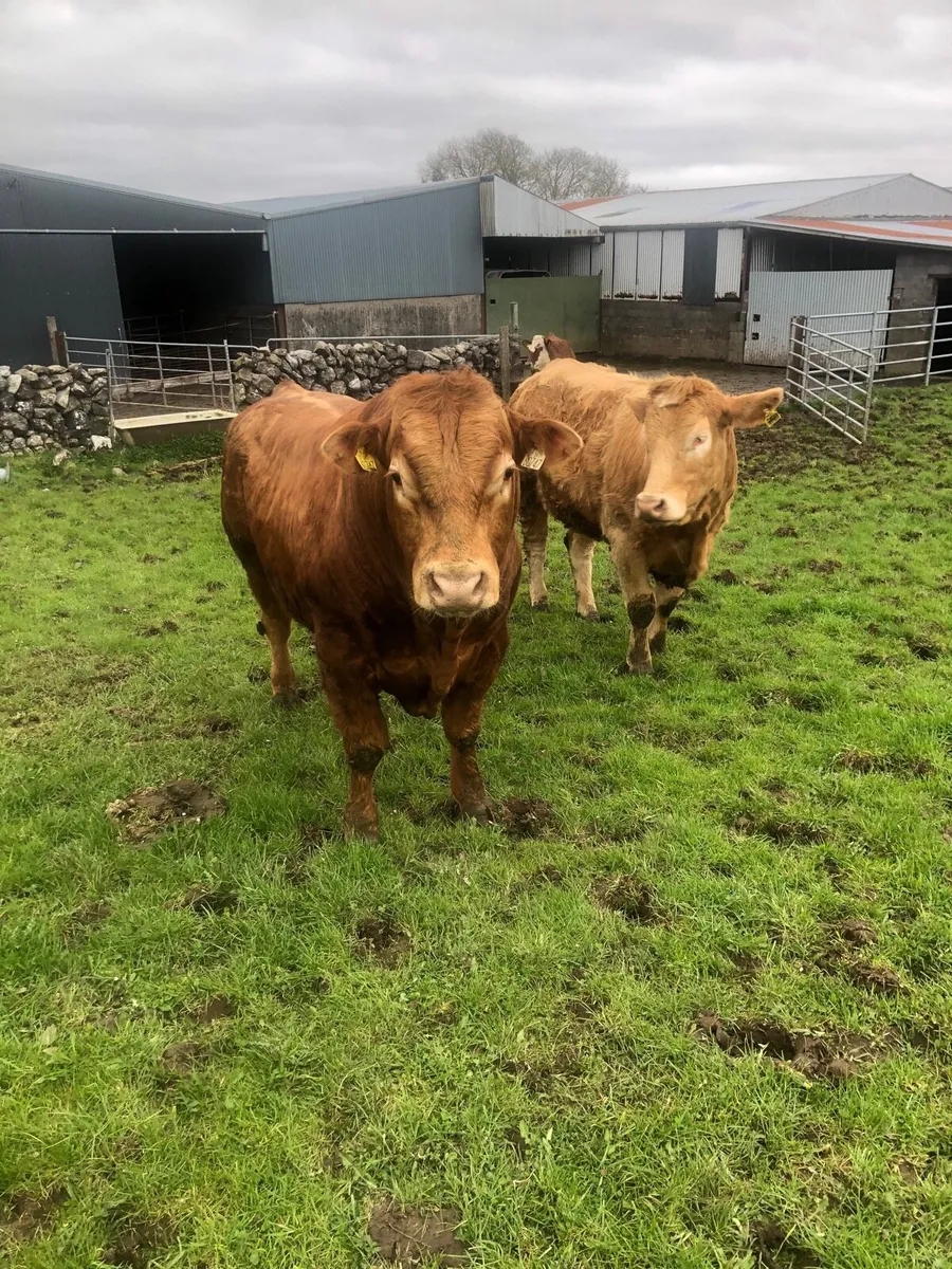 2 Limousine Bulls for sale - Image 4