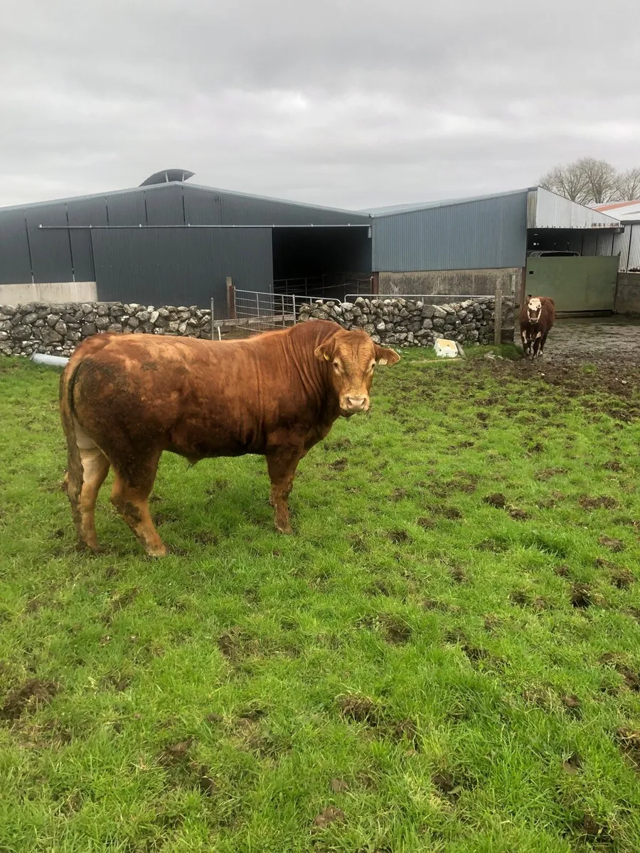 2 Limousine Bulls for sale - Image 1