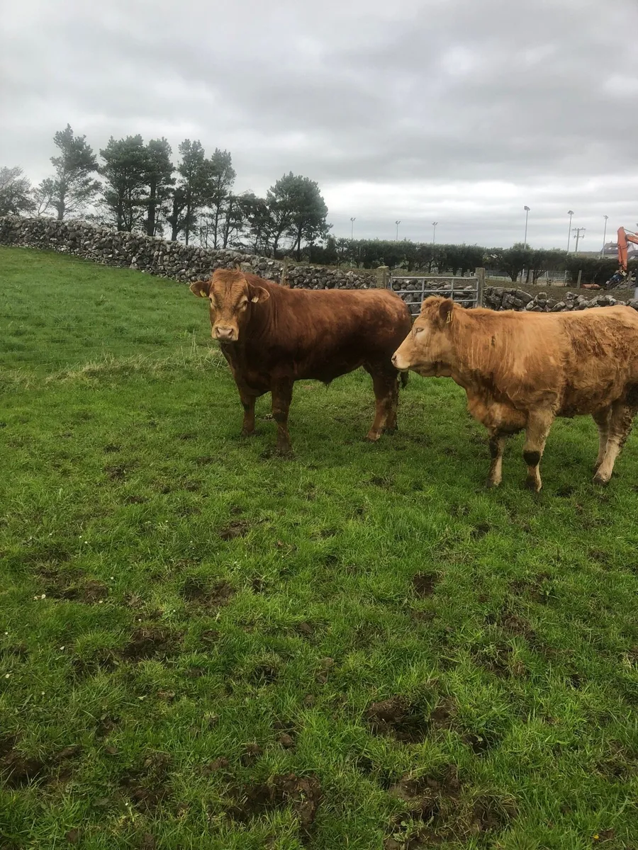 2 Limousine Bulls for sale - Image 3