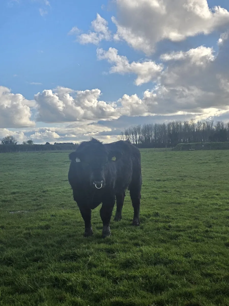 Aberdeen Angus Bulls - Image 2