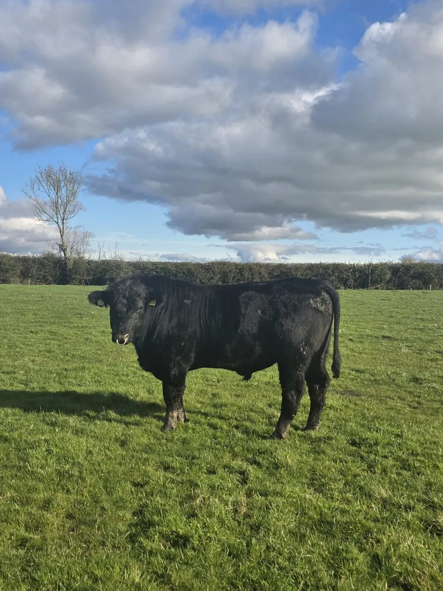 Aberdeen Angus Bulls - Image 4