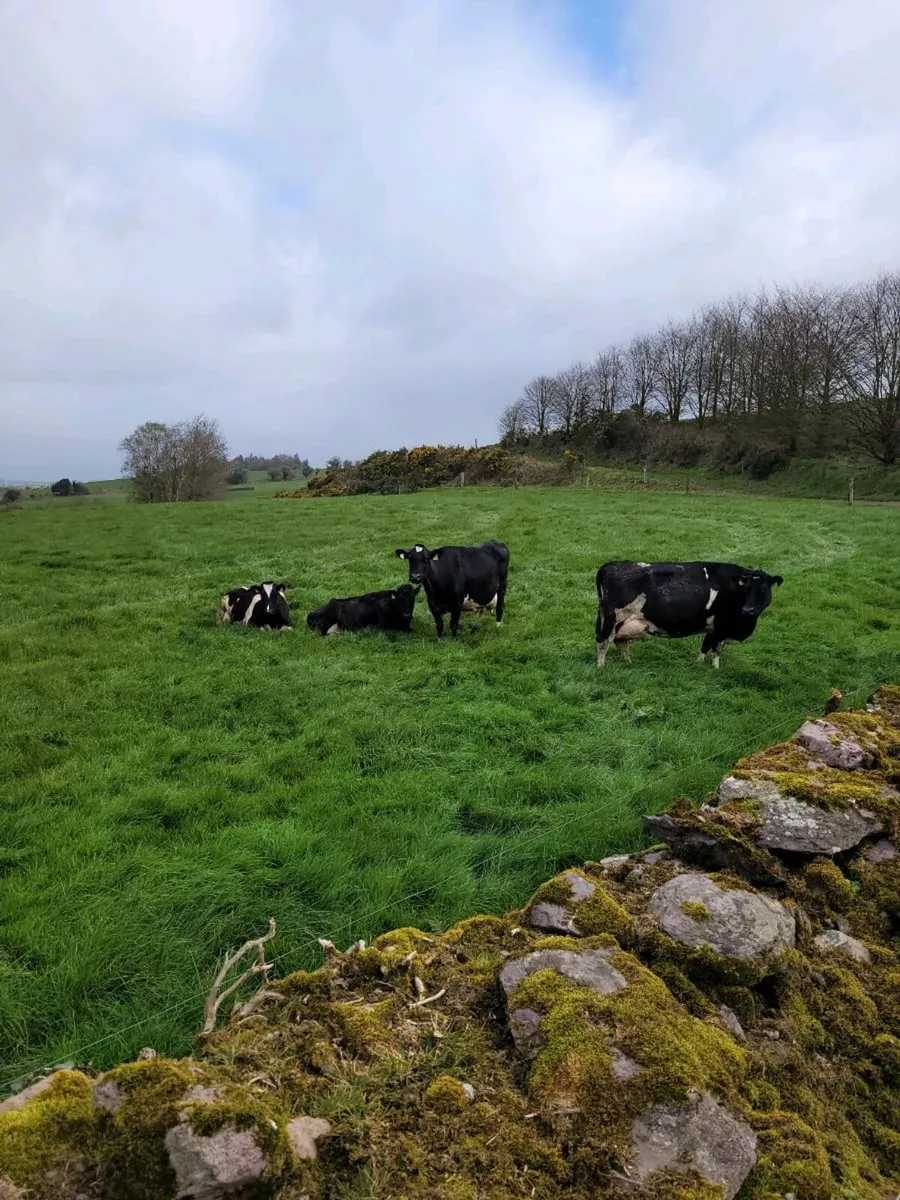 In milk cows - Image 1