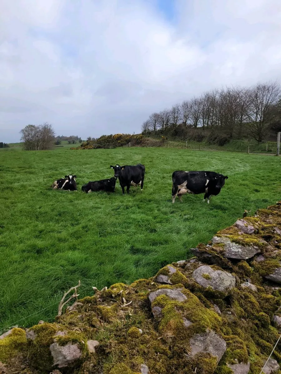 In milk cows - Image 2