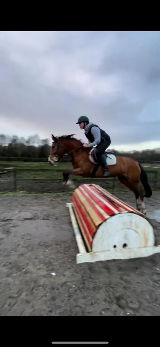 14.2 gelding - Image 2