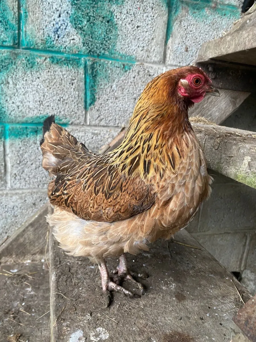 HENS , CHICKS & A COCK - Image 4