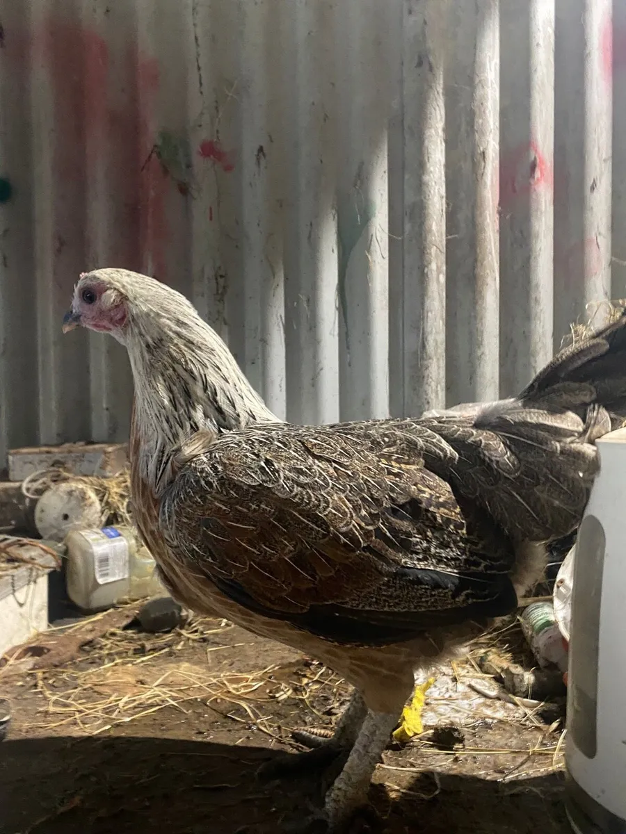 Hens & cock - Image 3