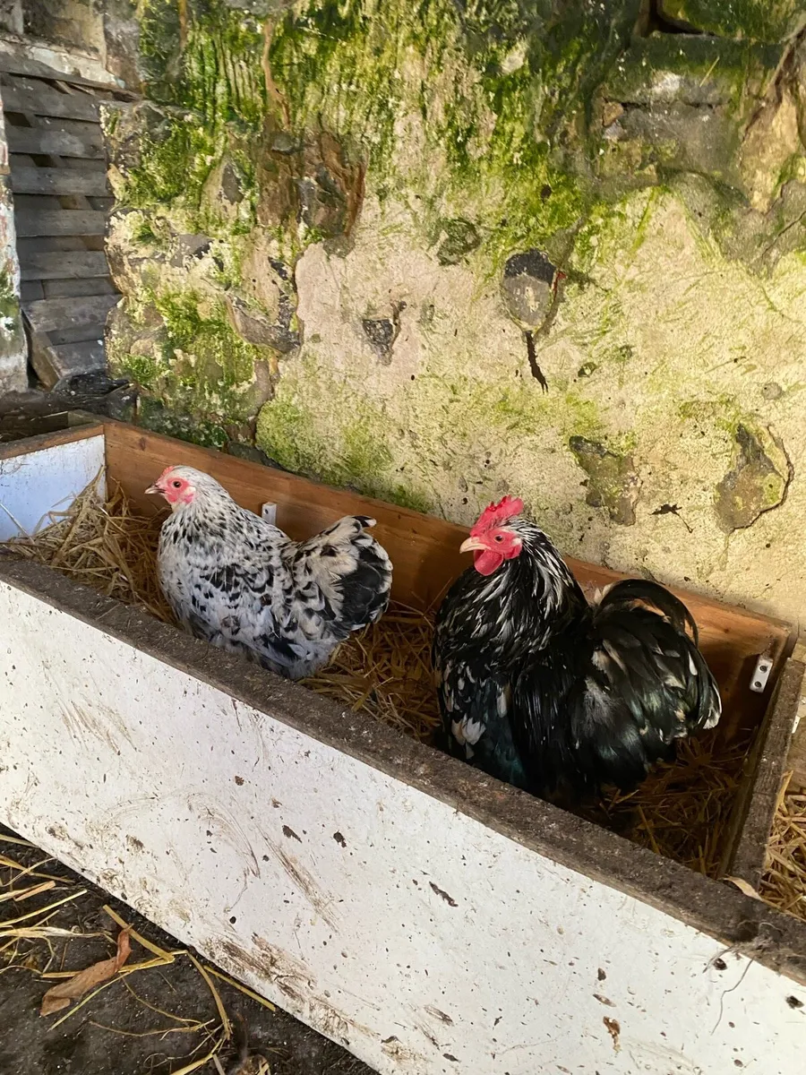 HENS , CHICKS & A COCK - Image 3