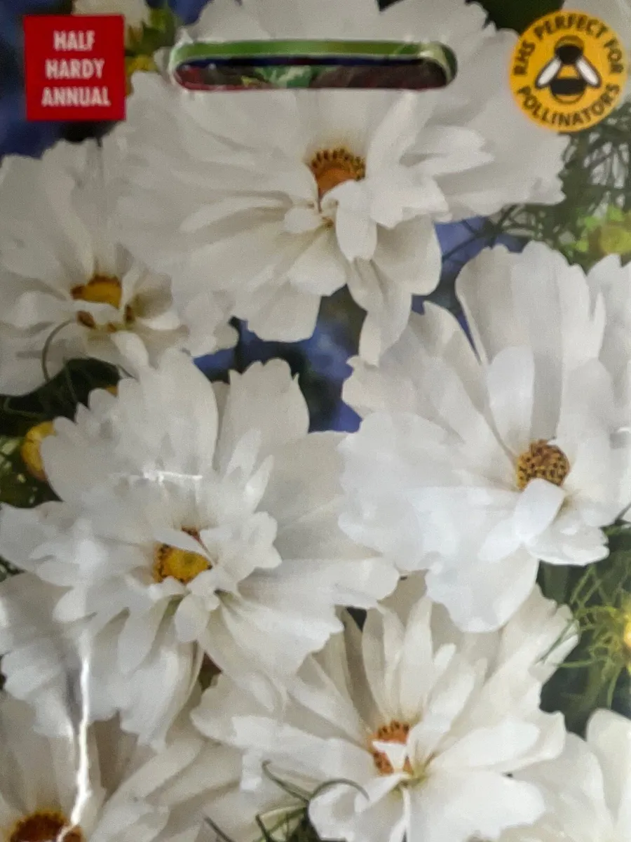 White Cosmos young plants - Image 3