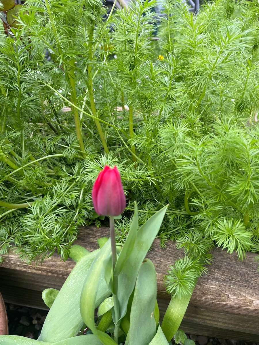 White Cosmos young plants - Image 2