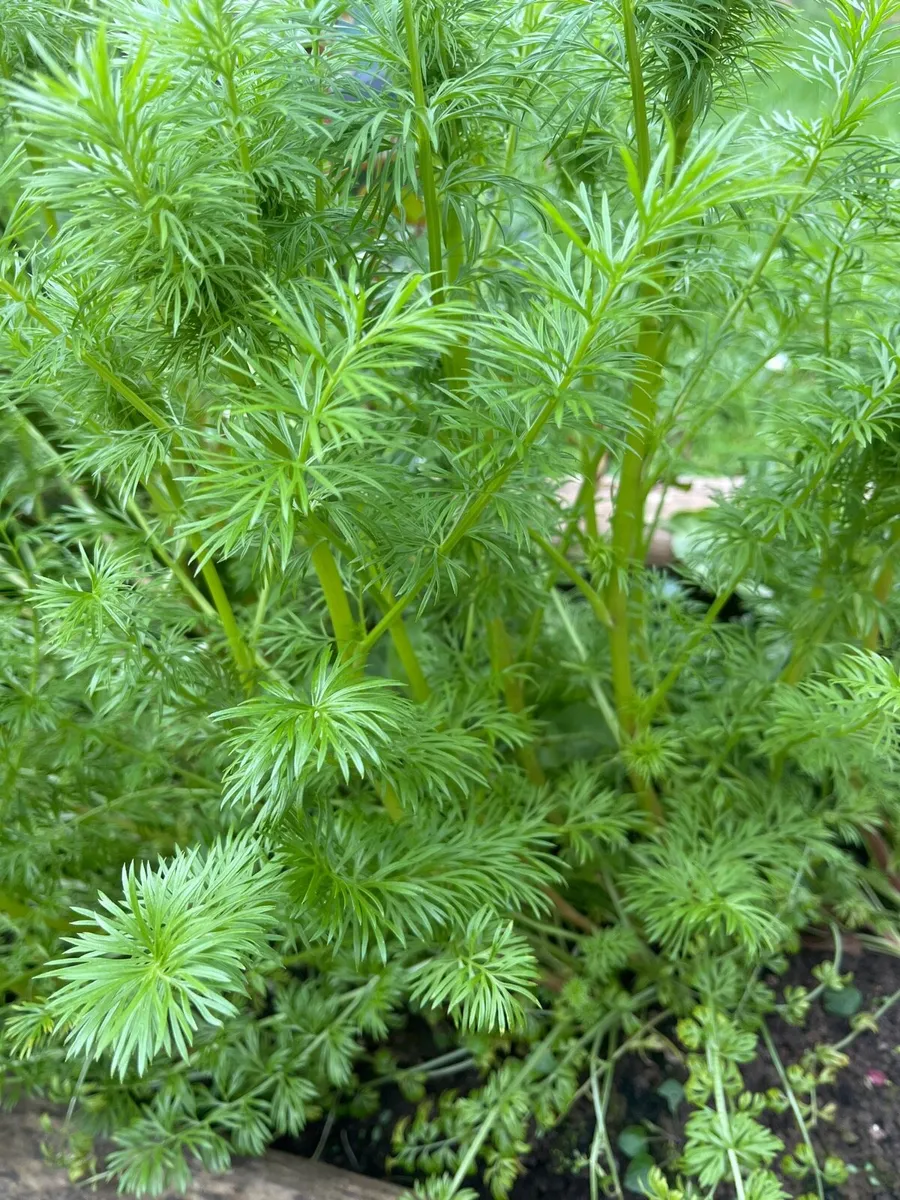 White Cosmos young plants - Image 4