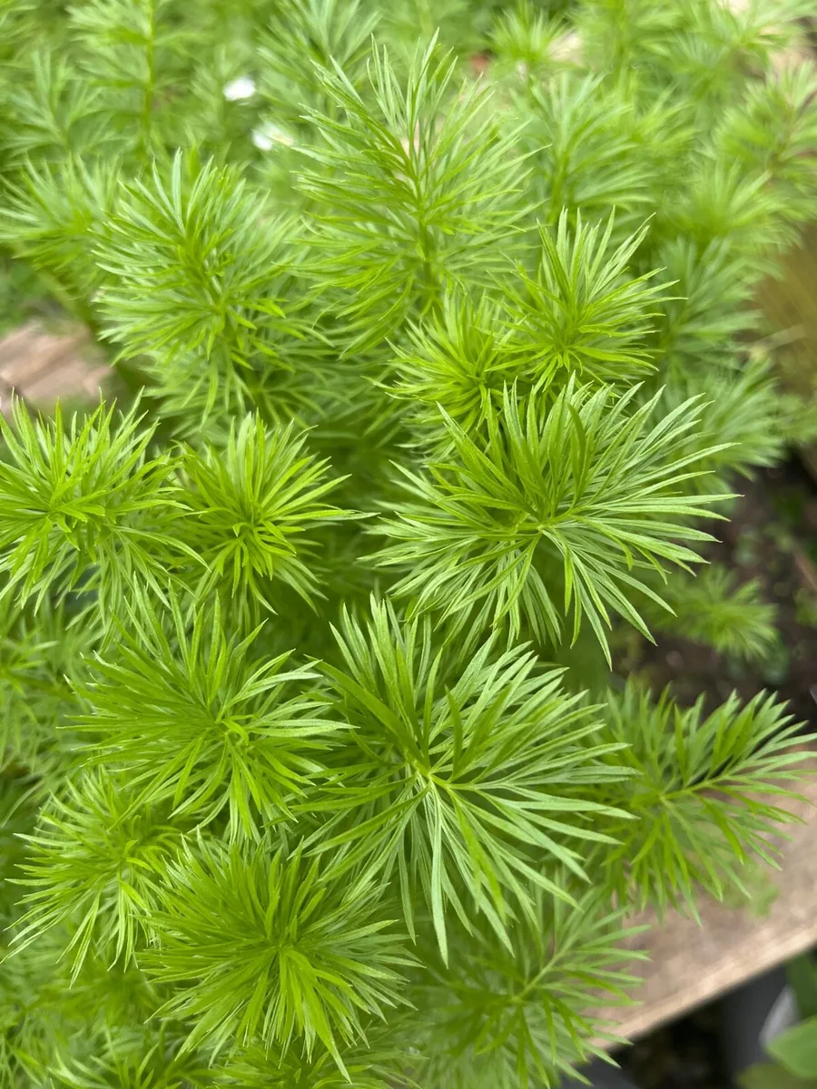 White Cosmos young plants - Image 1