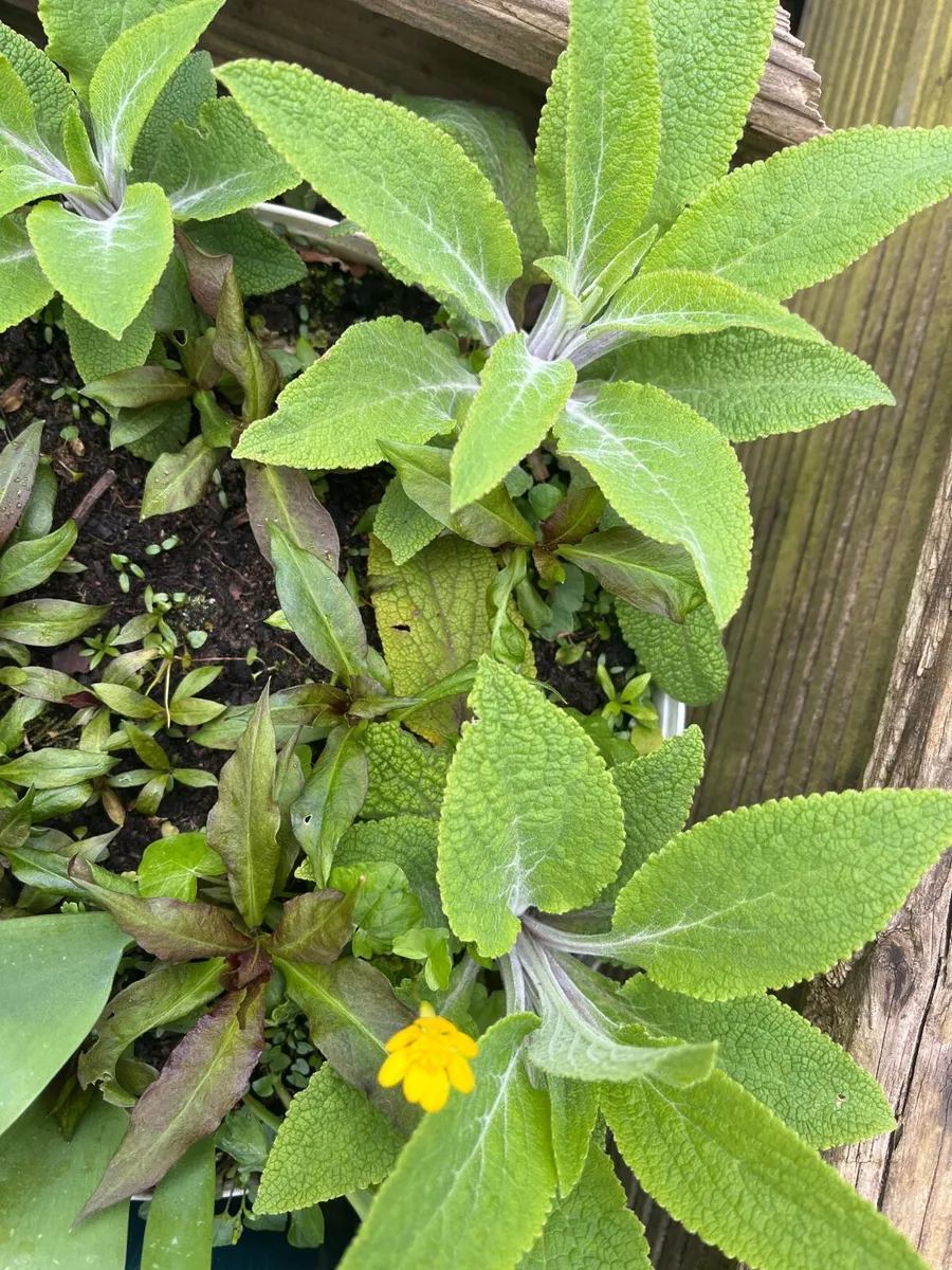 Floxgloves plants - Image 2