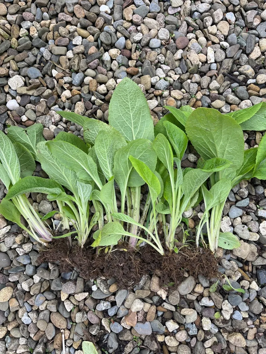 Floxgloves plants - Image 4