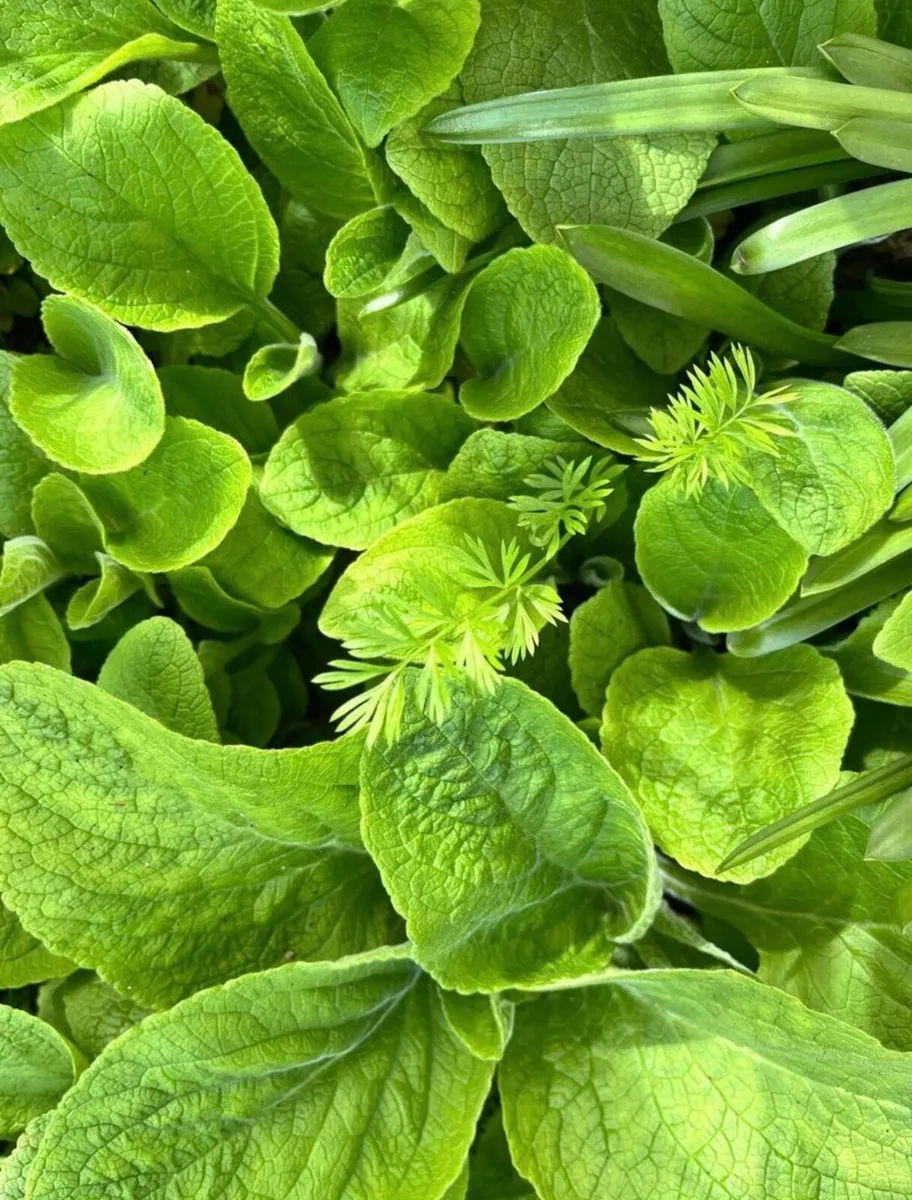 Floxgloves plants - Image 1