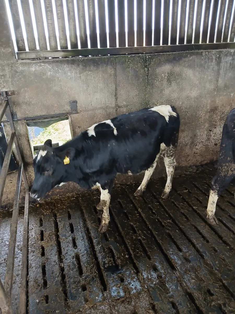 4 maiden heifers - EBI 187 & 600kg milk solids - Image 1