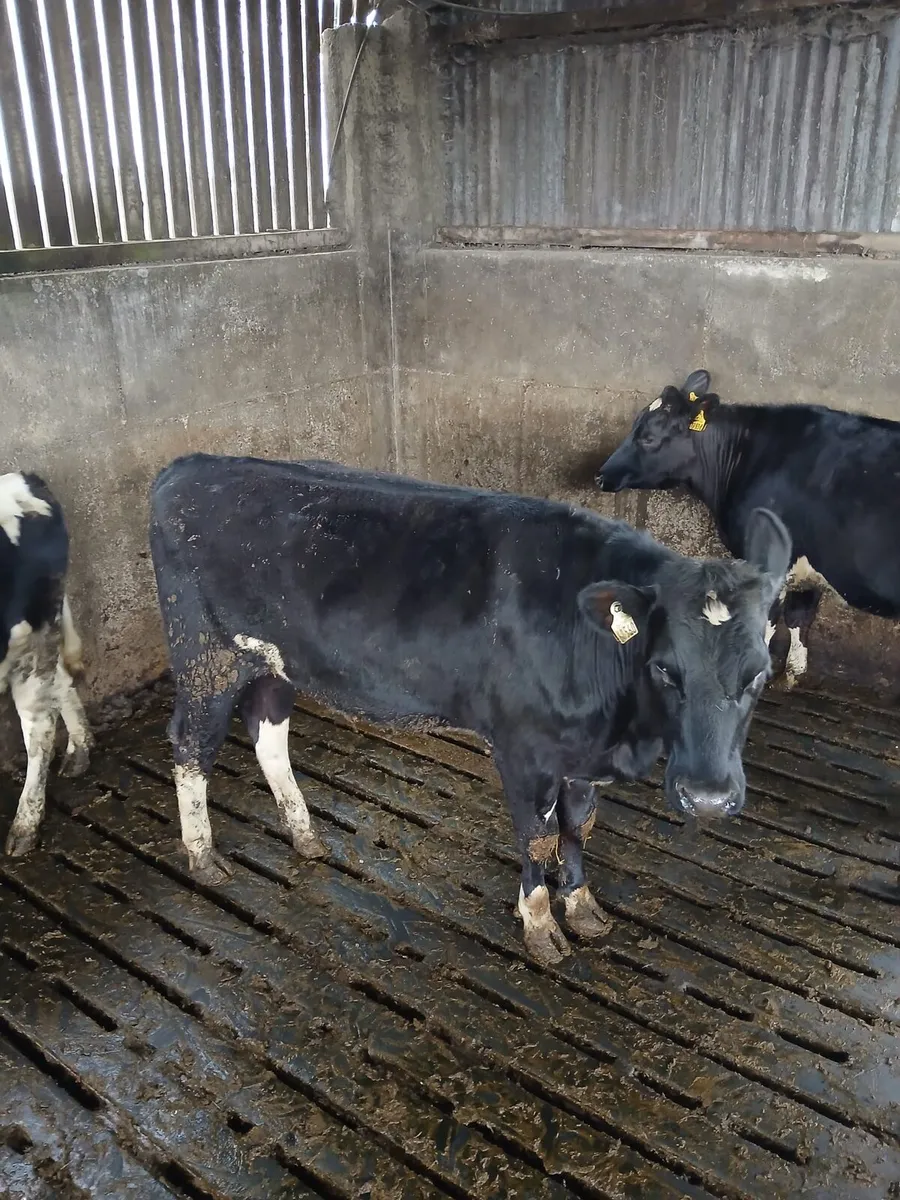 4 maiden heifers - EBI 187 & 600kg milk solids - Image 2