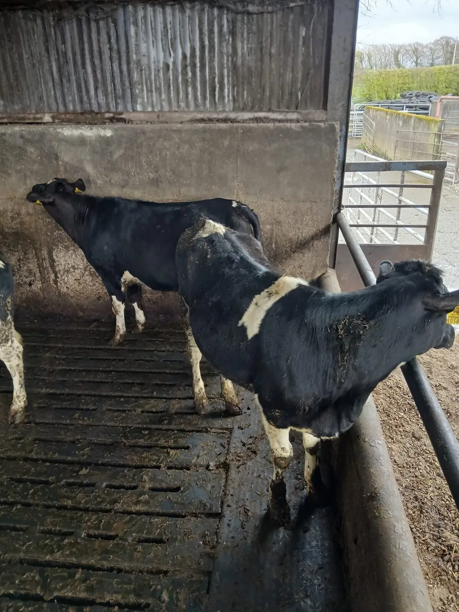 4 maiden heifers - EBI 187 & 600kg milk solids - Image 3