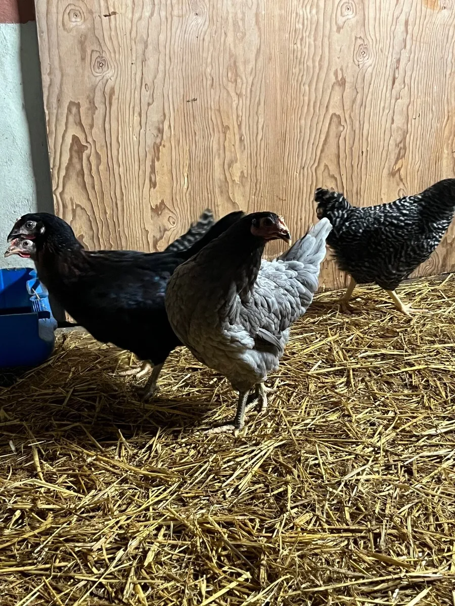 Delivering to Mayo Friday 10th April - Image 4