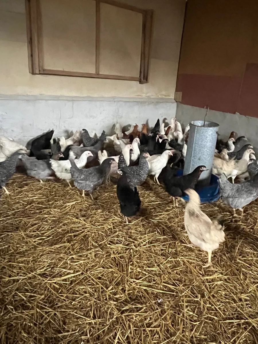 Delivering to Ennis Saturday 11th April - Image 3