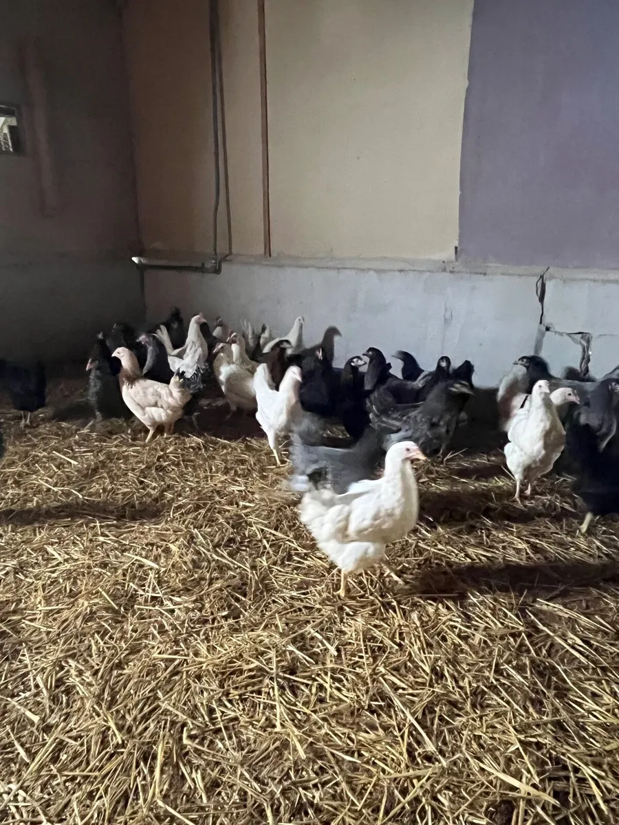 Delivering to Ennis Saturday 11th April - Image 4