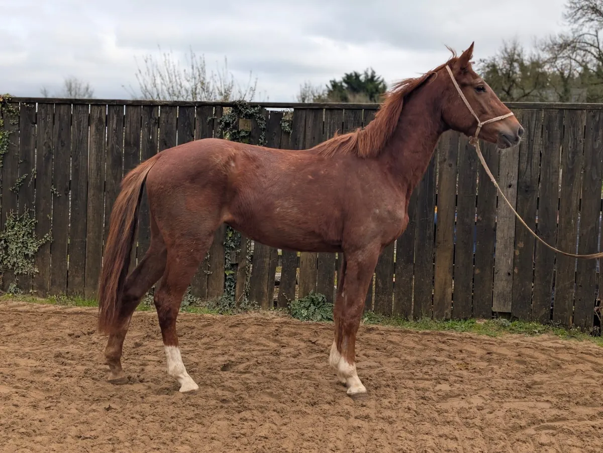 Offaly clover 3 year old filly