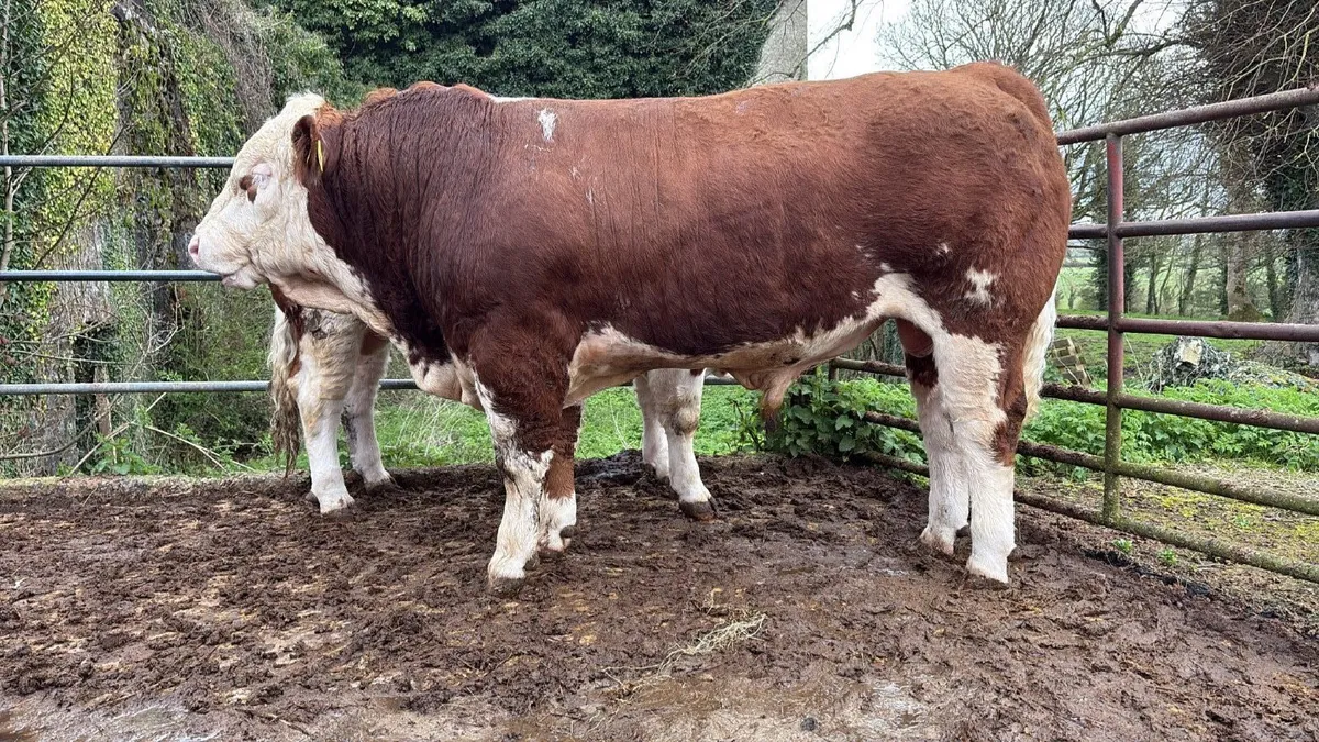 Tullamore Sale Pedigree Simmental bull - Image 2
