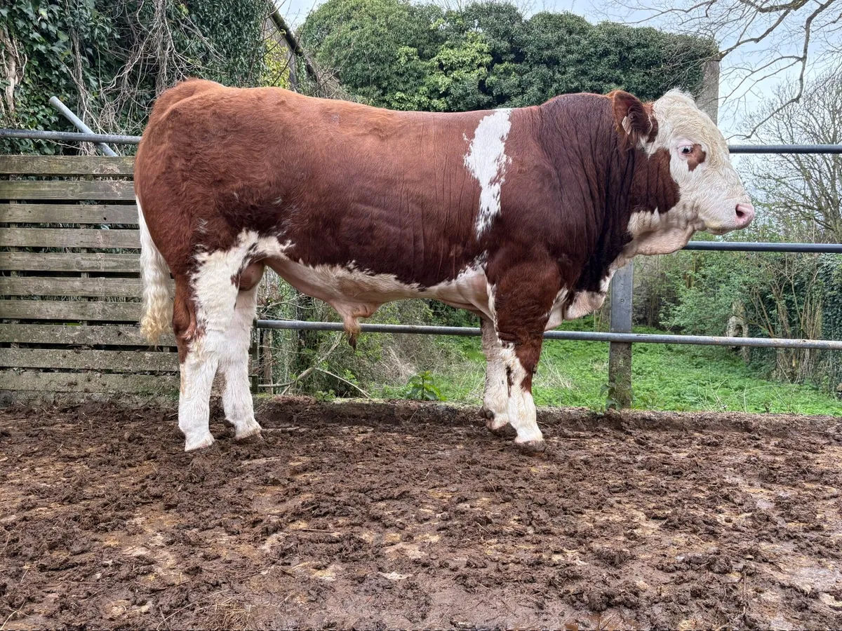 Tullamore Sale Pedigree Simmental bull - Image 3