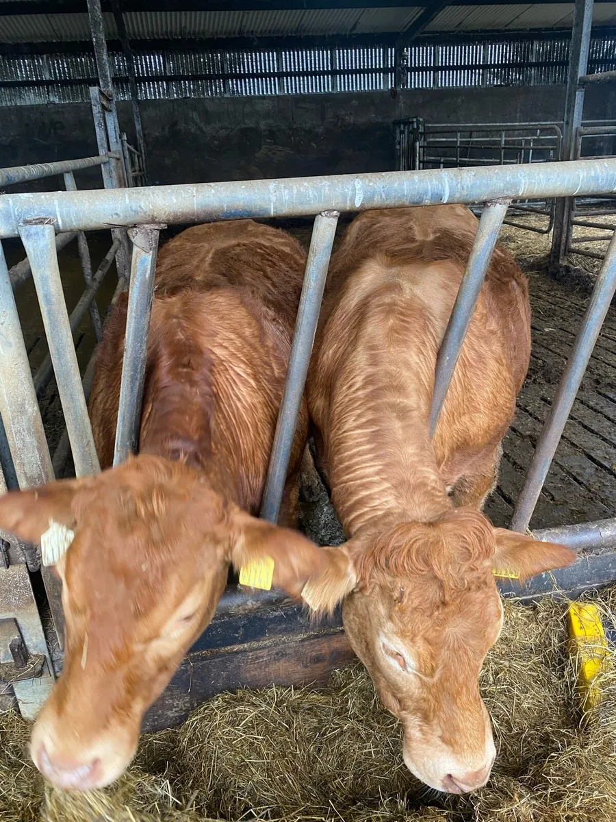 2 Ai lm springers - Image 1