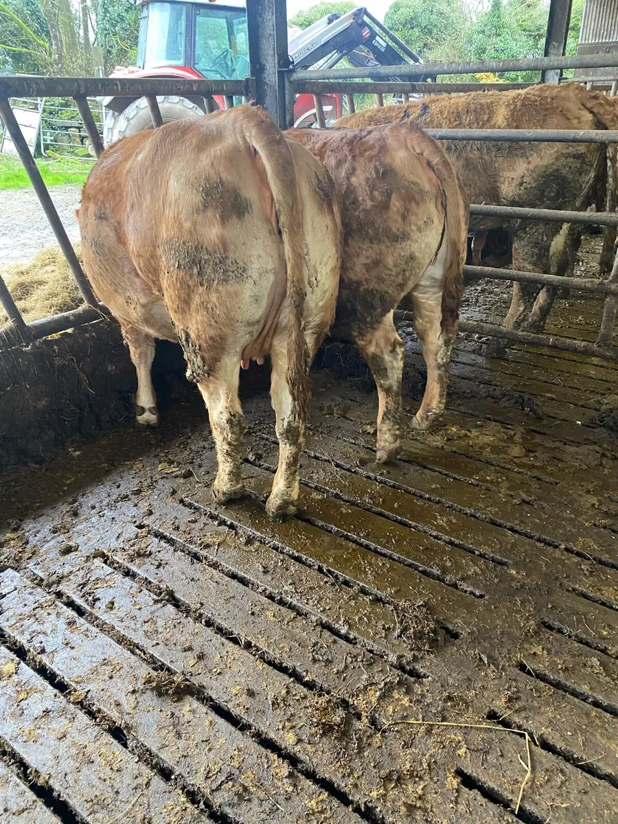 2 Ai lm springers - Image 3