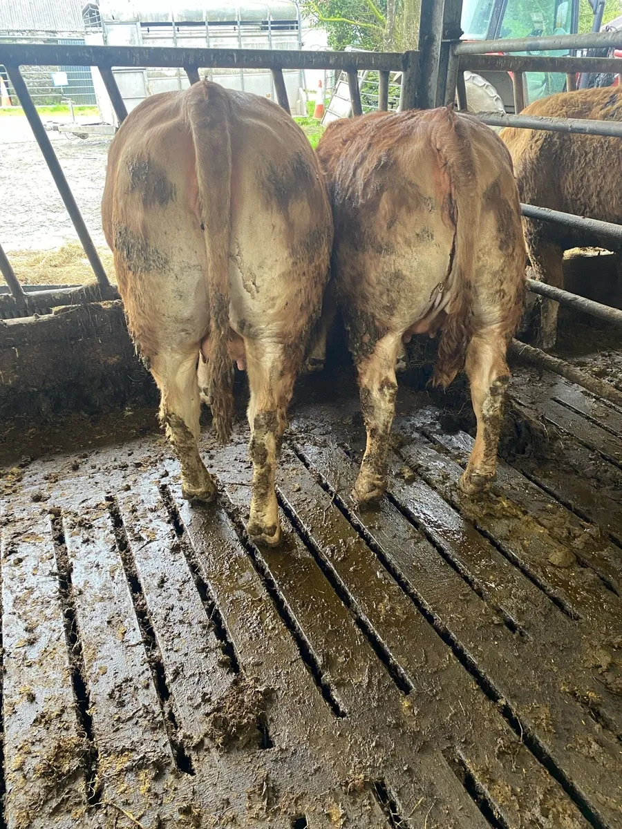 2 Ai lm springers - Image 2