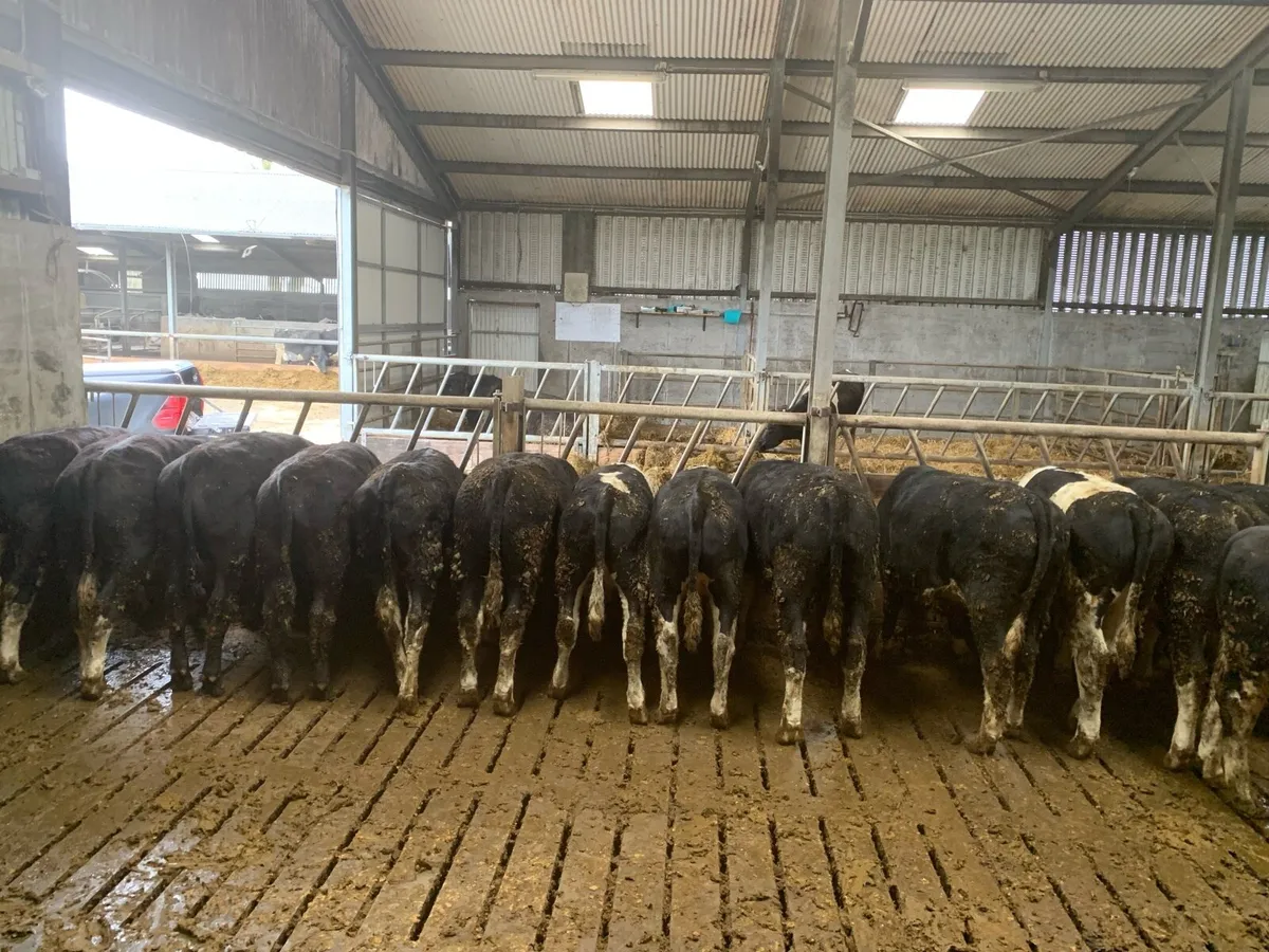 Hereford bullocks - Image 1