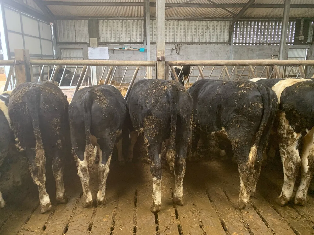 Hereford bullocks - Image 2