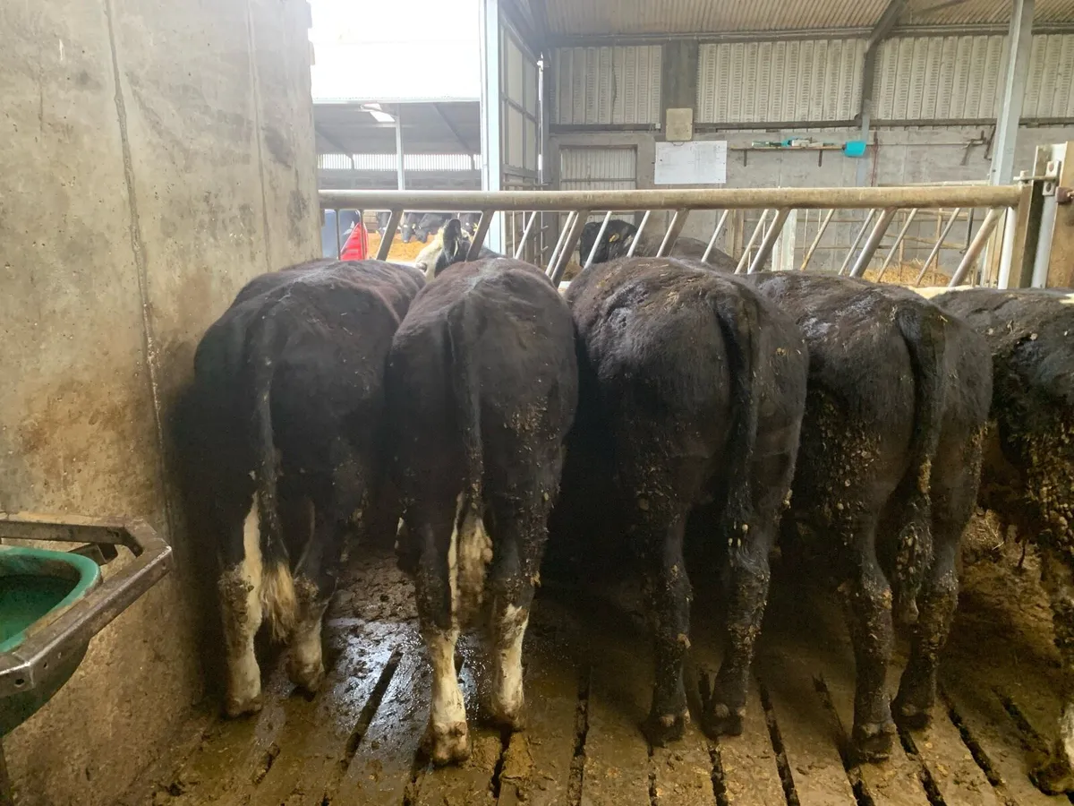 Hereford bullocks - Image 3