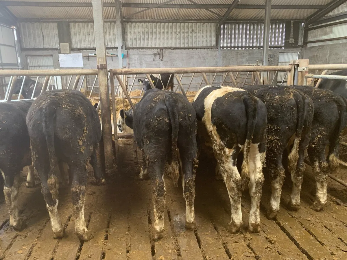 Hereford bullocks - Image 4