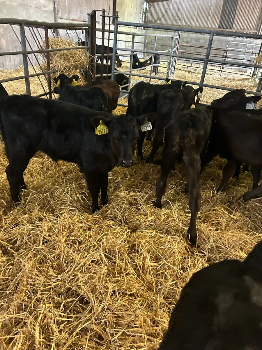 Calves - Image 1