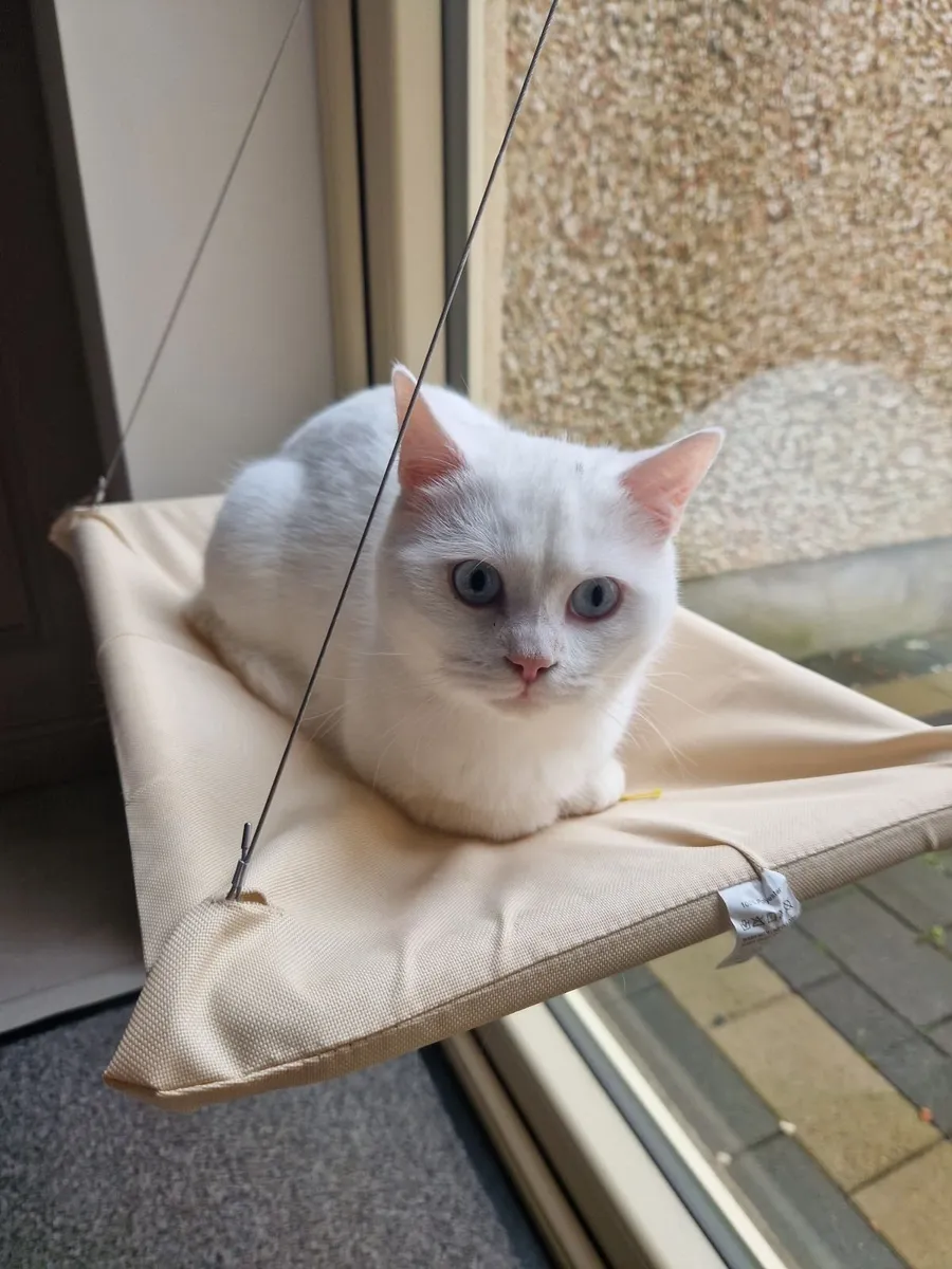 British Shorthair & Ragdoll young pair (purebred) - Image 2