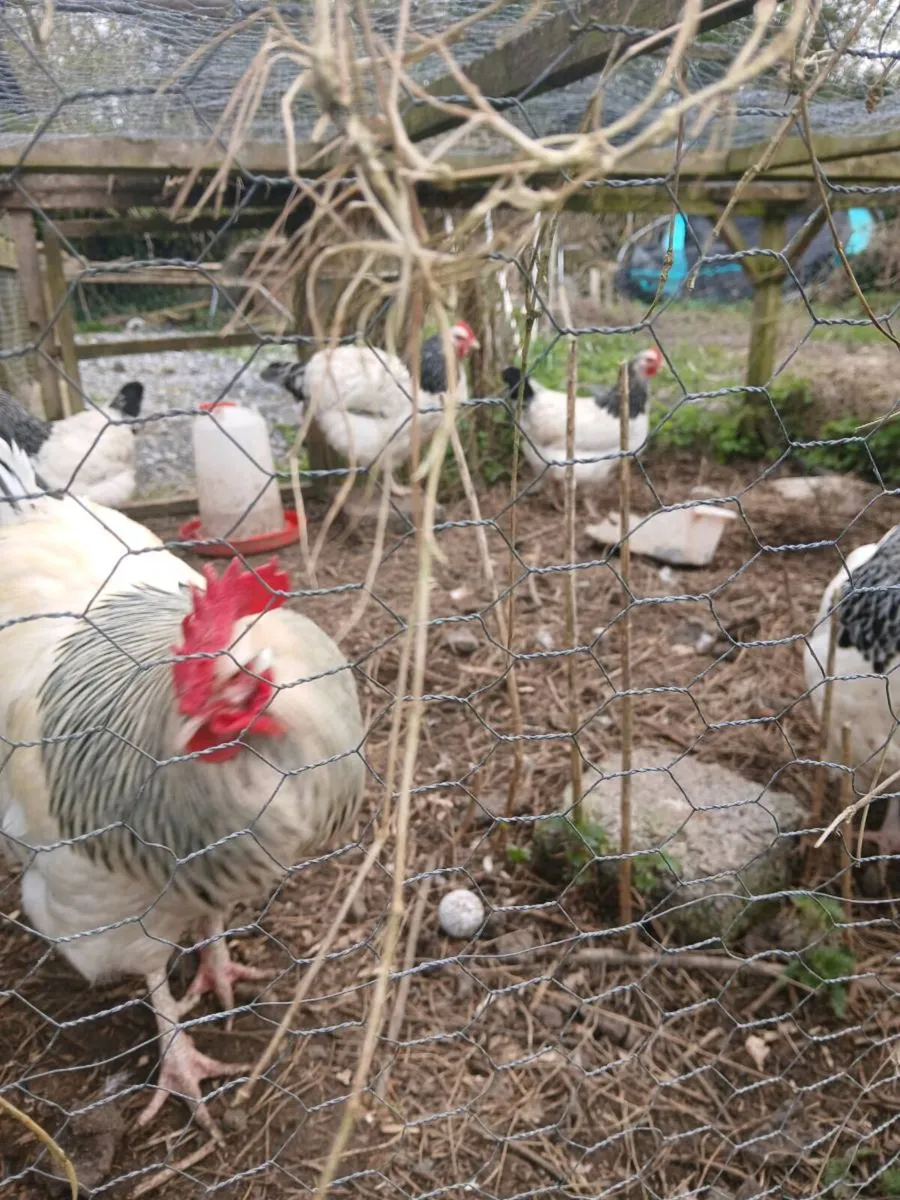 Hatching eggs / chicks - Image 3