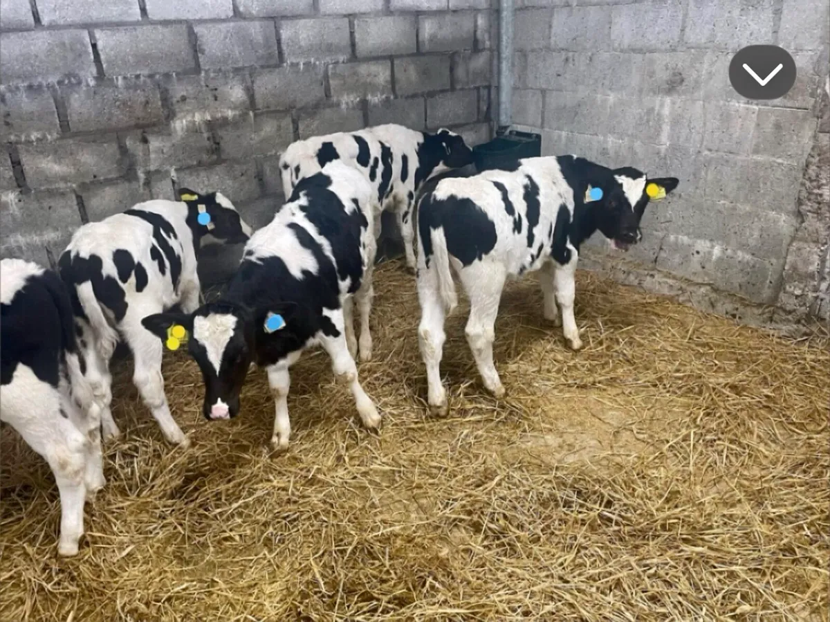 British Friesian Bull Calves - Image 2