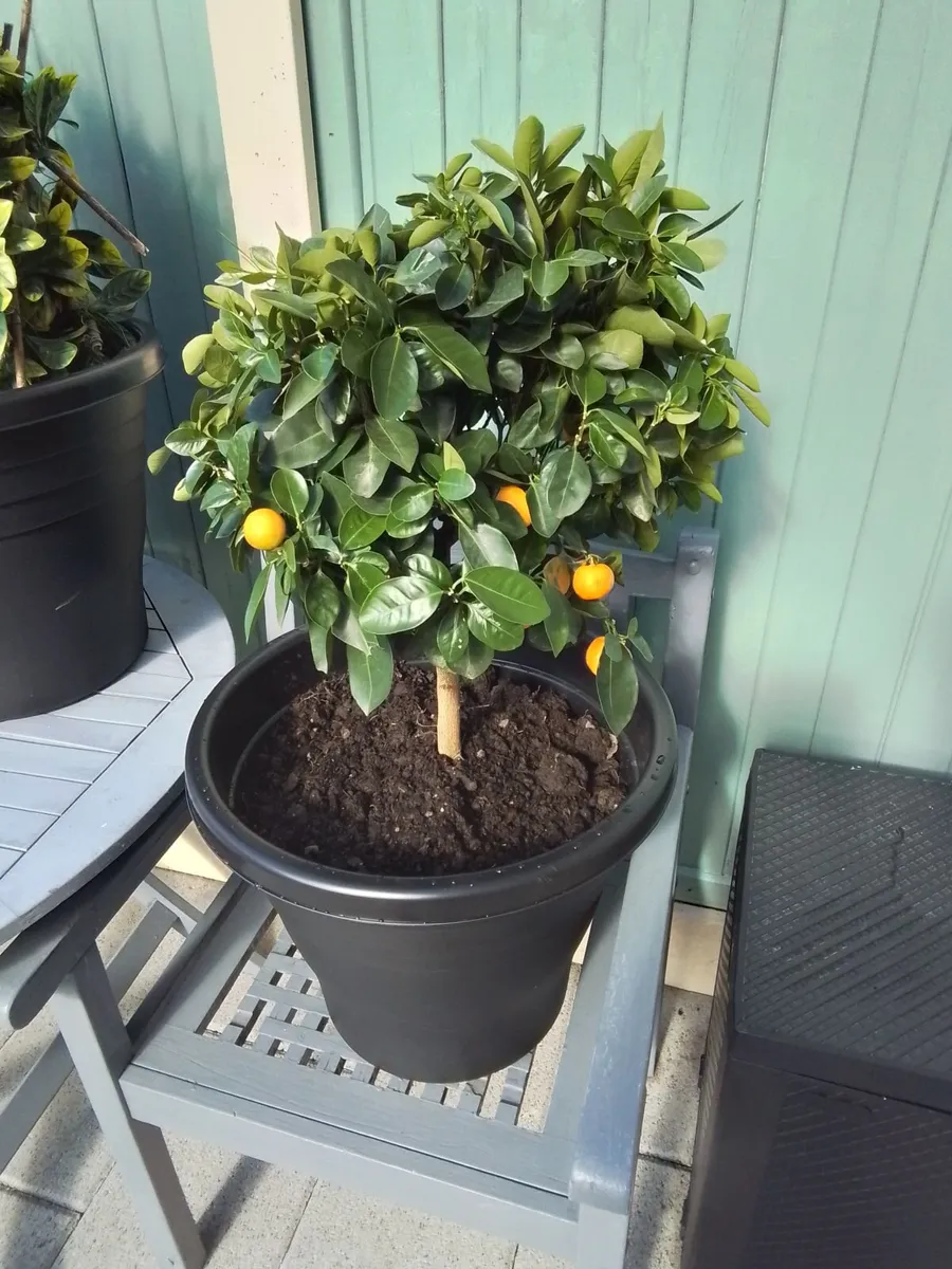 3ft orange tree