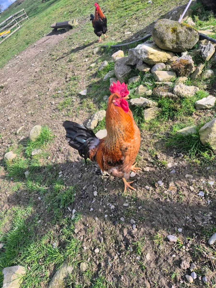 Roosters - Image 2