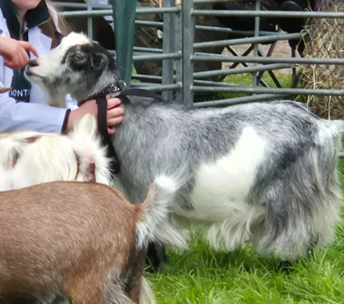 Pygmy Goats - Image 2
