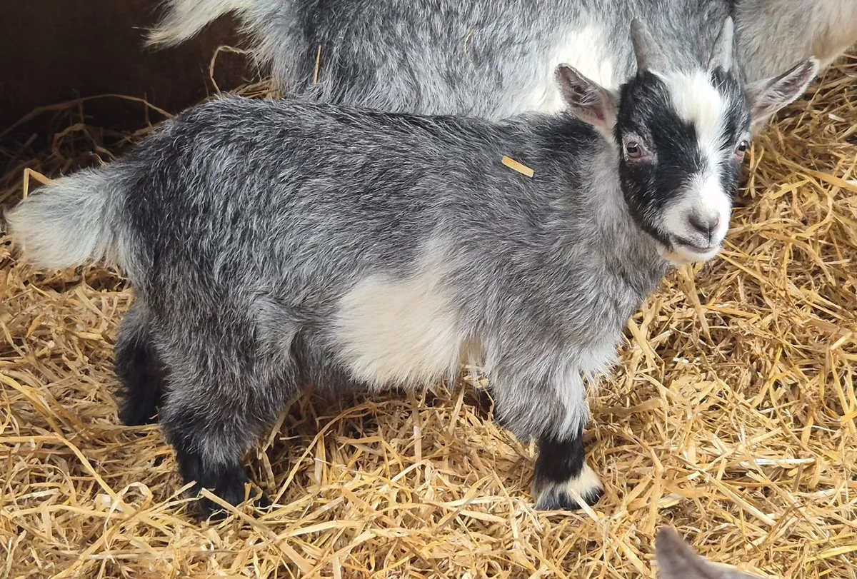 Pygmy Goats - Image 3