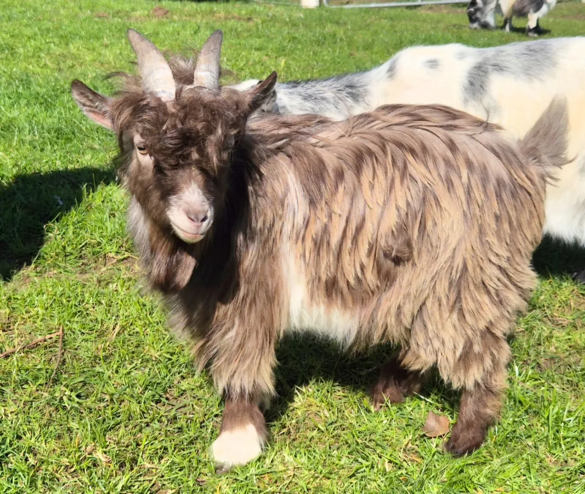 Pygmy Goats - Image 4