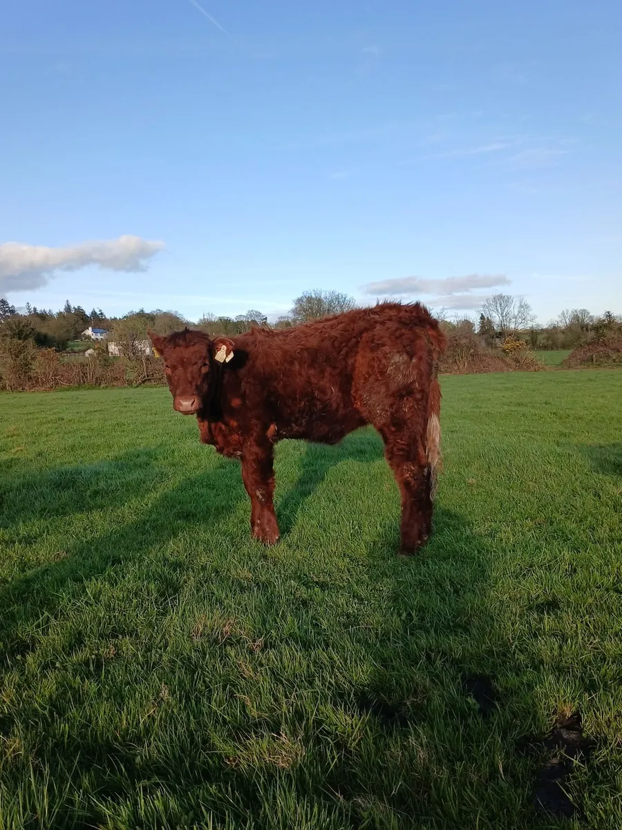 Pbr Salers - Image 4