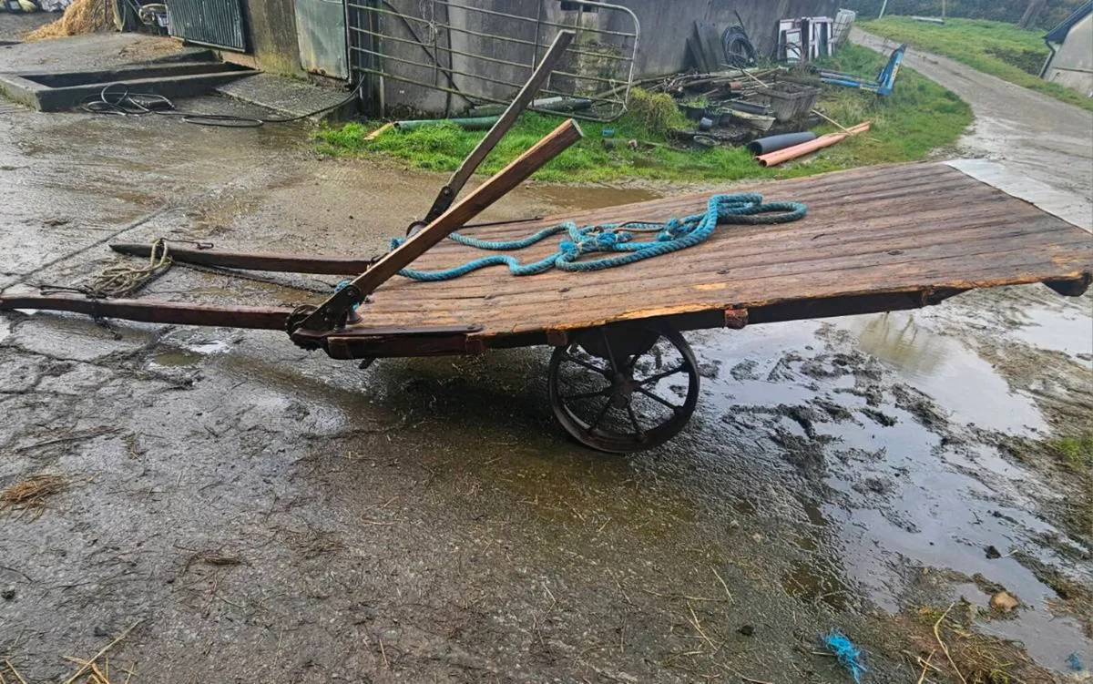 Horse for sale - Image 2