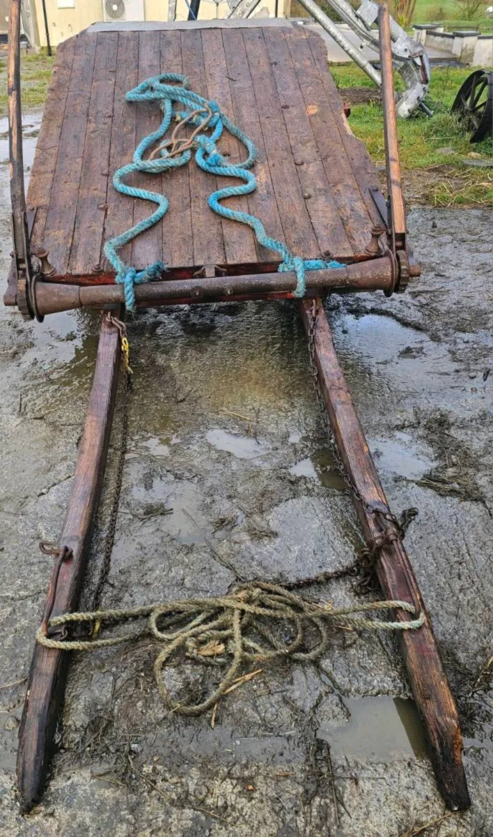 Horse for sale - Image 3