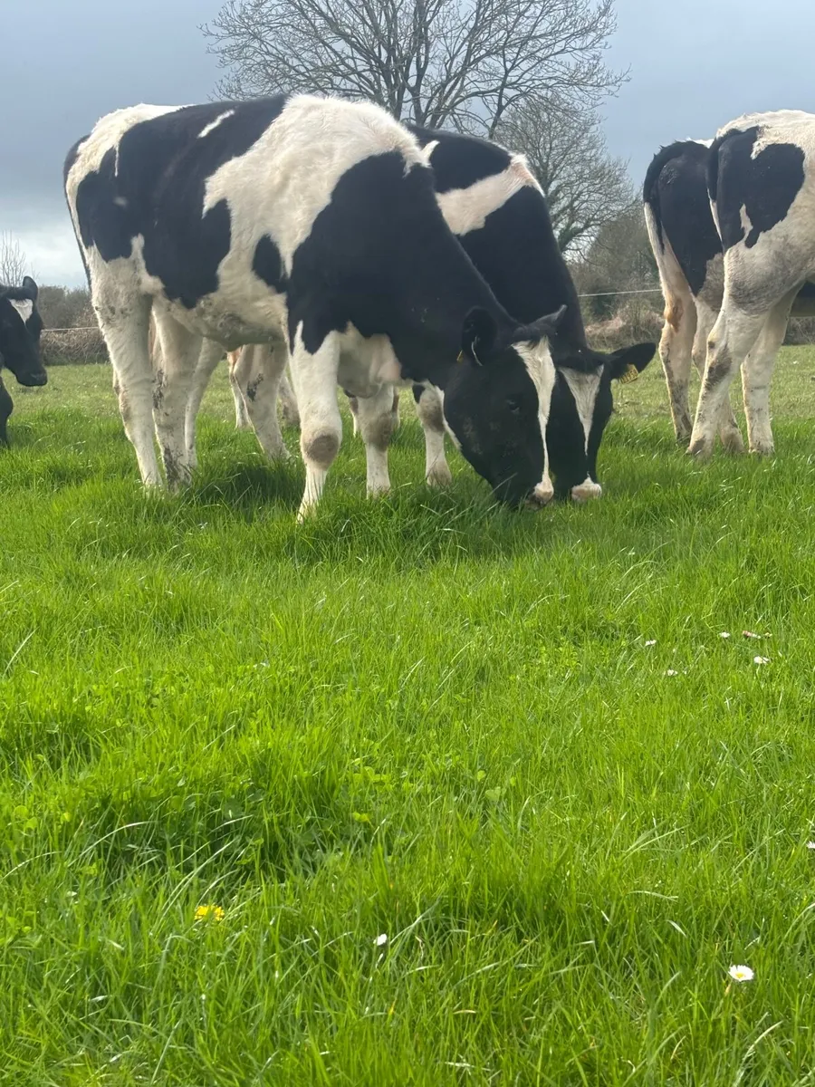 3 Maiden heifers - Image 3